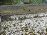 image of grave number 206483